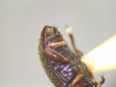 Telmatophilus americanus