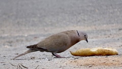 Streptopelia decaocto