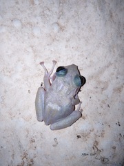 Craugastor yucatanensis