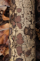 Hypoxylon petriniae
