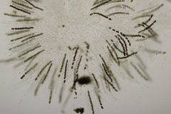 Hypoxylon petriniae