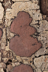 Hypoxylon petriniae