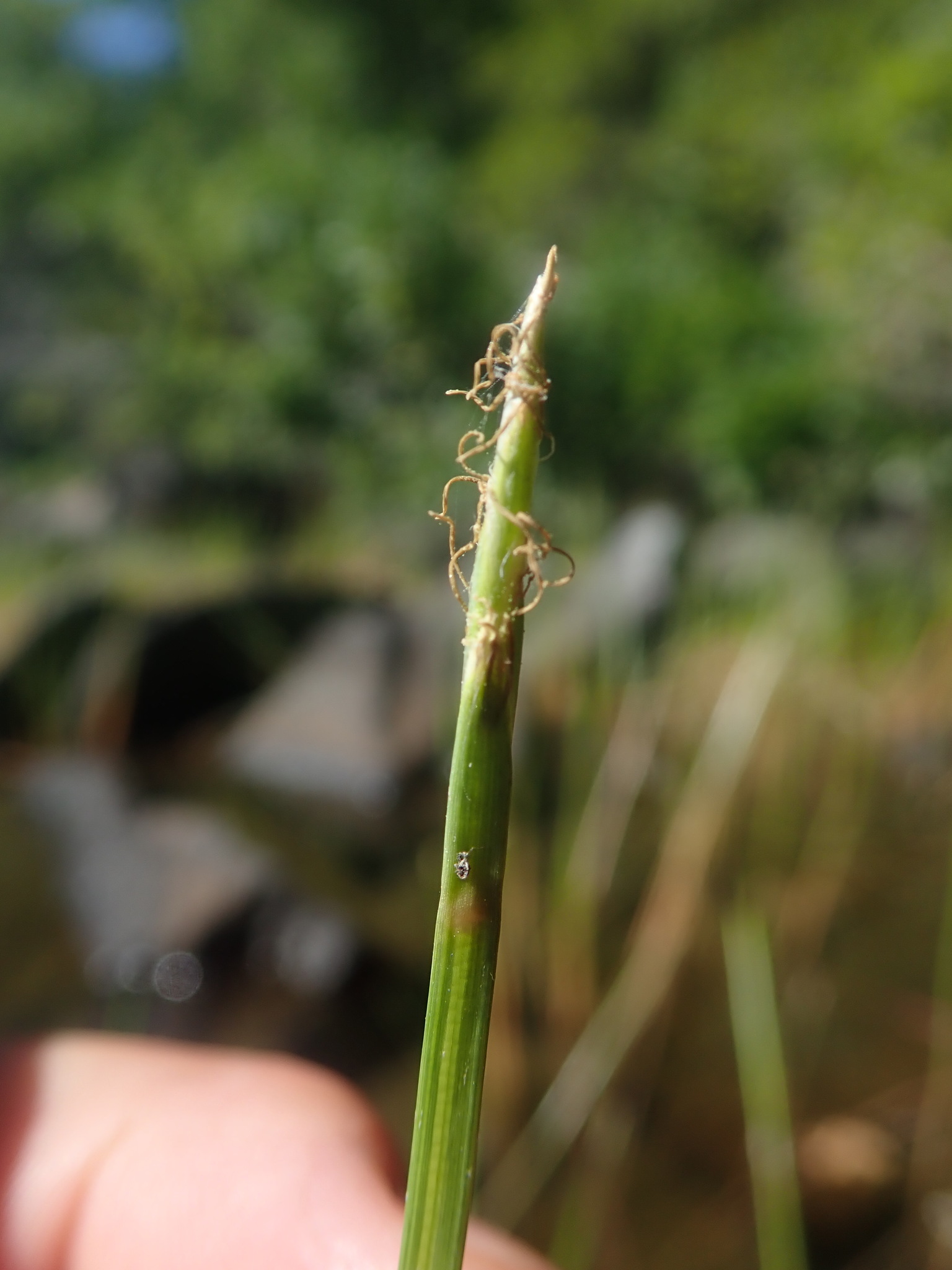 Eleocharis robbinsii