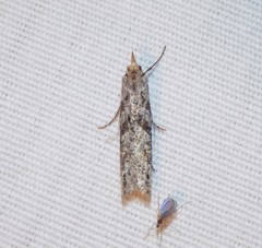 Ellabella melanoclista