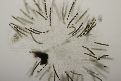 Hypoxylon petriniae