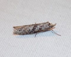 Ellabella melanoclista