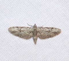 Eupithecia bolterii