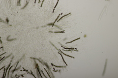 Hypoxylon petriniae