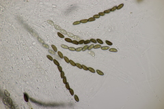Hypoxylon petriniae