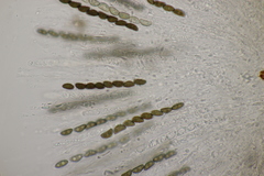 Hypoxylon petriniae