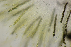 Hypoxylon petriniae