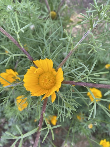 Cladanthus arabicus, photograph 5