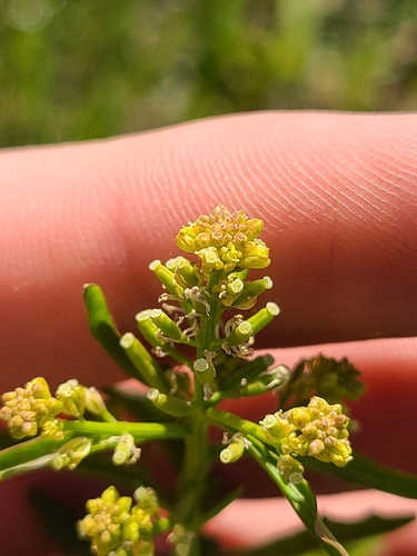 stalkless yellowcress (Rorippa sessiliflora)