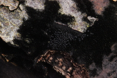 Chaetosphaerella phaeostroma