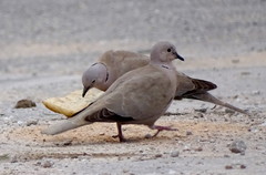 Streptopelia decaocto