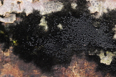 Chaetosphaerella phaeostroma
