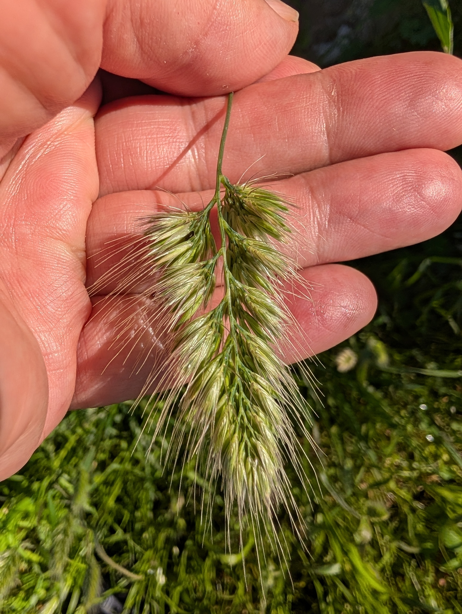 Rough Dog's-Tail (Cynosurus echinatus)