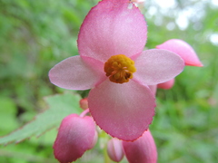 Begonia palmeri