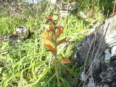 Dichromanthus aurantiacus