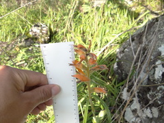 Dichromanthus aurantiacus