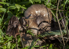 Agaricus austrovinaceus