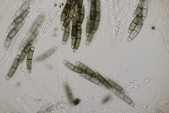 Chaetosphaerella phaeostroma