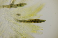 Chaetosphaerella phaeostroma
