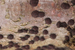 Hypoxylon fuscum