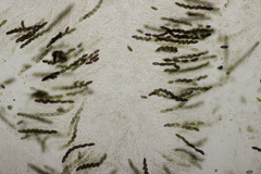 Hypoxylon fuscum
