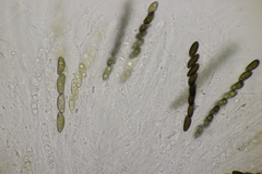 Hypoxylon fuscum