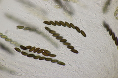 Hypoxylon fuscum