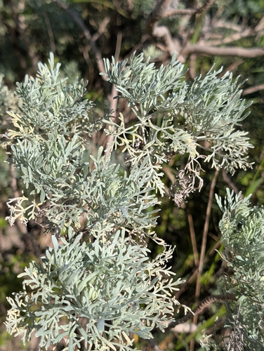 Tree Wormwood (Artemisia arborescens)