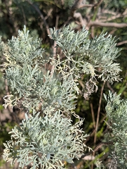 Baum-wermut (Artemisia arborescens)