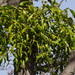 European Mistletoe - Photo (c) Patrick Hacker, some rights reserved (CC BY), uploaded by Patrick Hacker