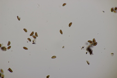 Jackrogersella cohaerens