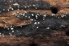 Polydesmia pruinosa