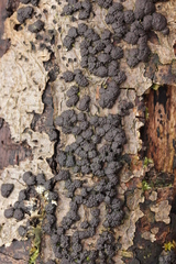 Jackrogersella cohaerens