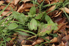 Ramularia rubella