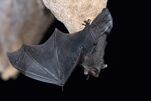 Myotis chinensis observed 2026-03-18
