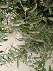 Vallesia