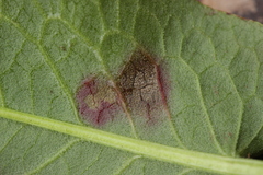 Ramularia rubella