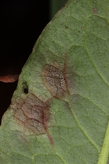 Ramularia rubella