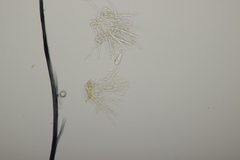 Ramularia rubella