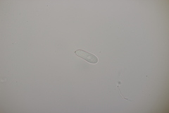 Ramularia rubella