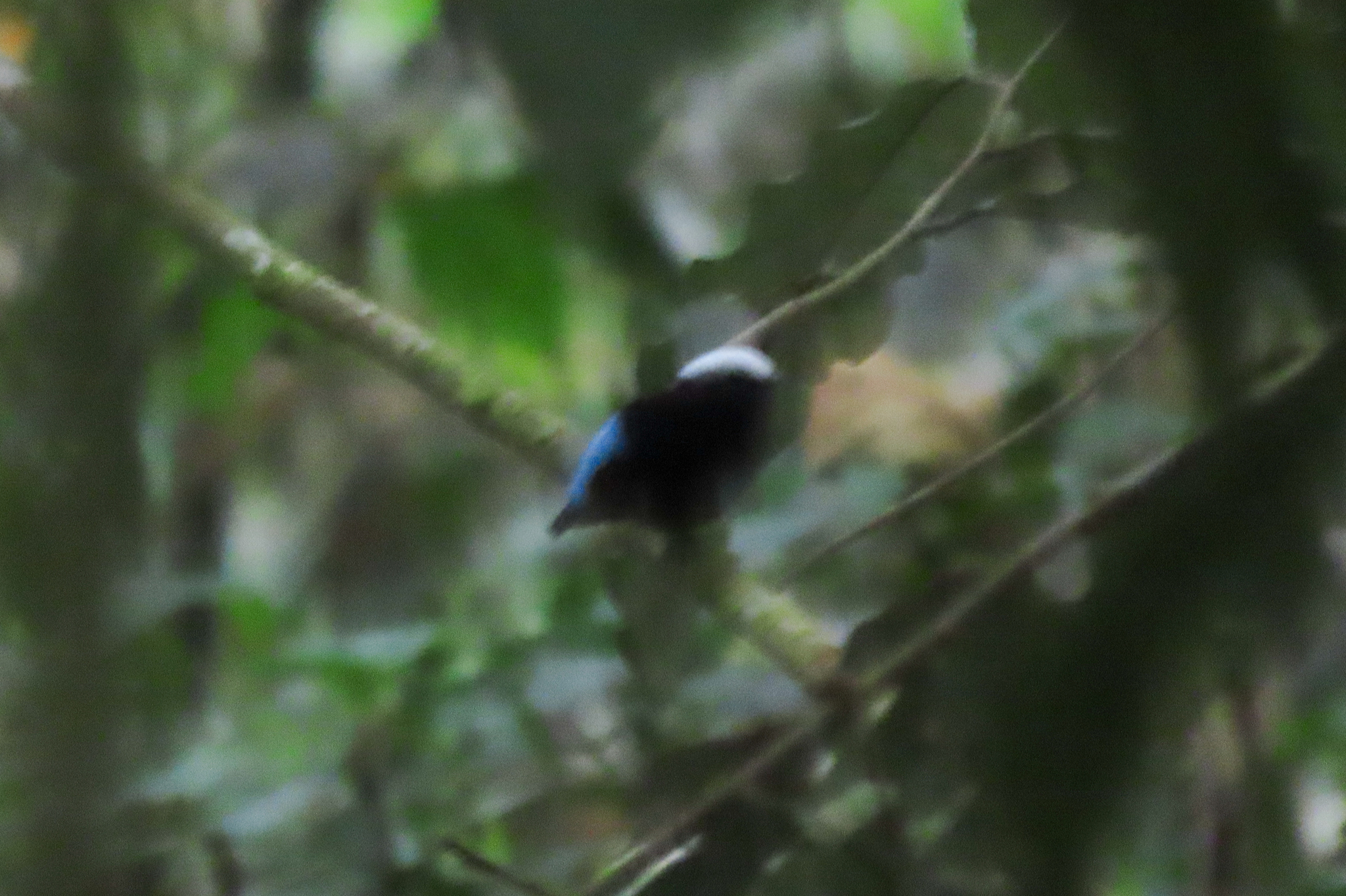 Blue-rumped Manakin (Lepidothrix isidorei), photo 3