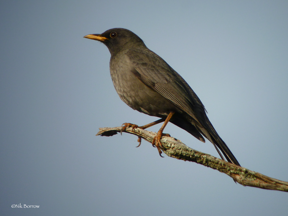 Somali Thrush photo