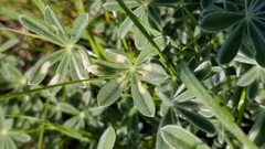 Icaricia icarioides missionensis