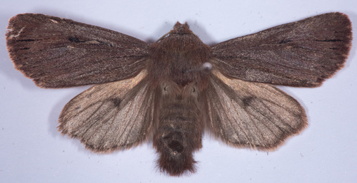 Grote's Satyr Moth