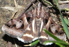 Drasteria grandirena