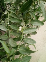 Vallesia